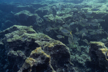 Underwater photography of a school of fish on the rocky coast of Menorca