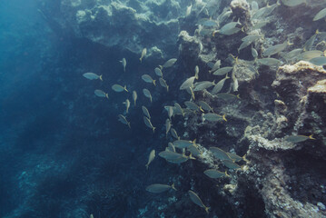 Underwater photography of a school of fish on the rocky coast of Menorca