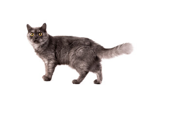 Fluffy grey Persian cat stand still and look at the stranger on white background.