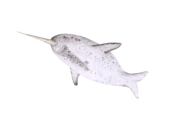 Gray watercolor narwhal isolated on a white background. Hand-drawn arctic animal clipart. Cute illustration for your design. © Nadja
