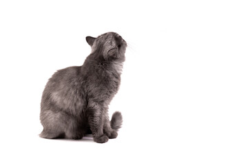From the back of fluffy gray Persian kitten cat is looking up and curious aware of stranger things around on white backgrounds.