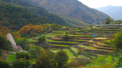 秋の小豆島中山千枚田1