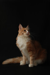 kot maine coon