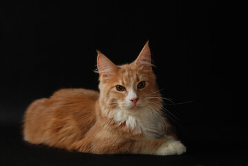 maine coon © Leszek