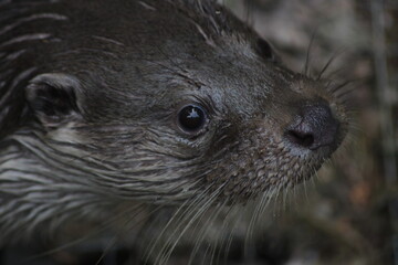 Close up of an Otter