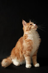 Kot rasy maine coon © Leszek
