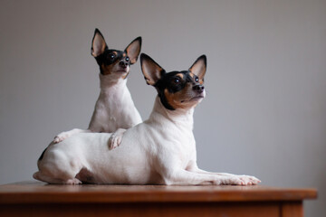 Two american toy fox terriers on a wooden table