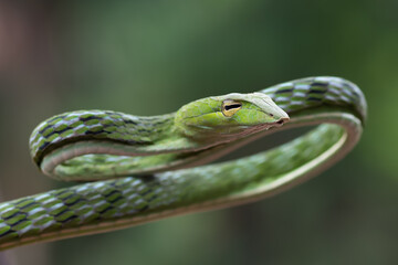 close up photo of asian vine snake on tree branch