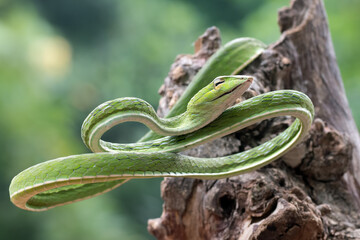 close up photo of asian vine snake on tree branch