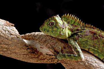 Sumatran forest dragon in black background, close up portrait of sumatran forest dragon