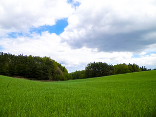 Fototapeta na wymiar Beautiful meadow in Kashubian countrysite. Northern Poland nature.
