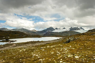 Fototapeta na wymiar beautiful landscape, flowers and sheep at Jotunheimen National Park, Norway Scandinavia