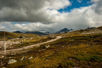 Fototapeta na wymiar beautiful landscape, flowers and sheep at Jotunheimen National Park, Norway Scandinavia