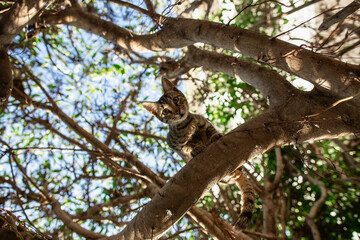Small cute kitten climbing tree and looking to camera.
