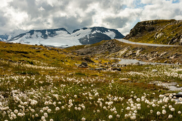Fototapeta premium beautiful landscape, flowers and sheep at Jotunheimen National Park, Norway Scandinavia
