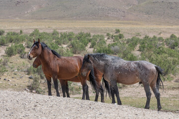 Wild Horses in the Utah Desert