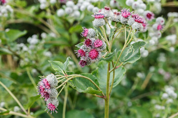 Arctium lappa commonly called greater burdock. Blooming medicinal plant burdock.