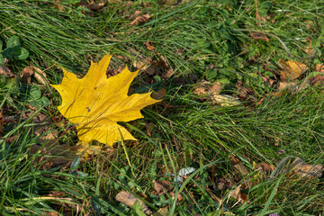 One yellow maple leaf lies on green grass. Copy space for your text. Autumn theme.