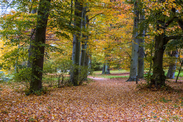 Autumn trees alley with colorful leaves in the park