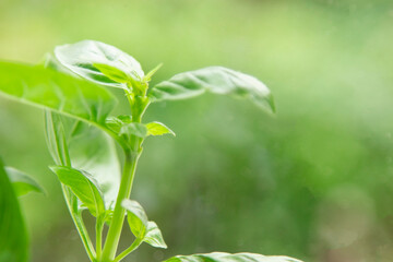Fresh basil leaves. seasoning for health, proper nutrition