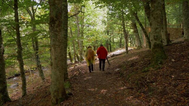 Walking behind two people along the forest path in Madrid&rsquo;s beech forest &ldquo;Hayedo de Montejo&rdquo; in autumn.