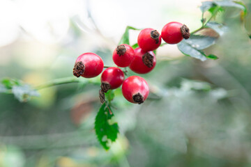 alternative medicine rose hips, traditional medicine, health, fruits on the tree