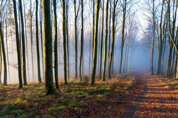Panorama of foggy forest. Fairy tale spooky looking woods in a misty day. Cold foggy morning in horror forest