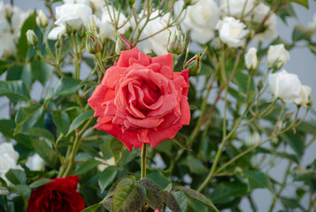 Obraz premium Rote Rose 