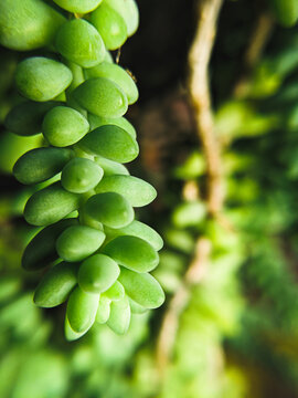 leaves
