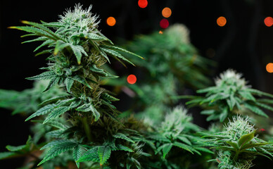 Naklejka na ściany i meble Cannabis plant on black background. Cultivation marijuana indoor banner. Buds and trichomes. Bokeh lights. 
