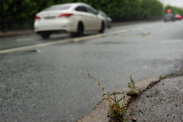 grass sprouts asphalt on the roadside in the city center in rainy weather
