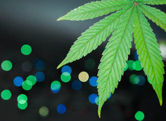 Christmas cannabis banner. Marijuana leaf. New Year Bokeh lights background. 