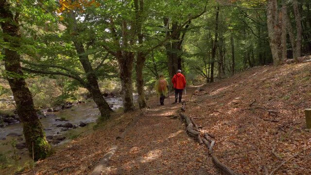 Walking behind two people along the forest path in Madrid&rsquo;s beech forest &ldquo;Hayedo de Montejo&rdquo; in autumn.