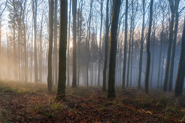 Fototapeta premium Panorama of foggy forest. Fairy tale spooky looking woods in a misty day. Cold foggy morning in horror forest