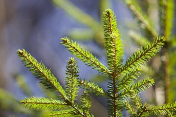 Bright green young spruce trees in sunny day. Young green Needles on spruce branches close-up. Coniferous forest landscape. Evergreen pine trees close-up. Clean environment. Reforestation concept.
