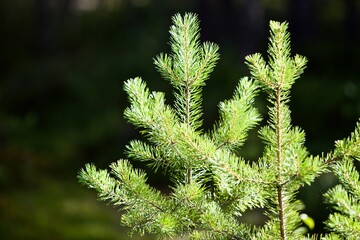 Bright green young spruce trees in sunny day. Young green Needles on spruce branches close-up. Coniferous forest landscape. Evergreen pine trees close-up. Clean environment. Reforestation concept.