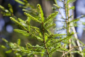 Bright green young spruce trees in sunny day. Young green Needles on spruce branches close-up. Coniferous forest landscape. Evergreen pine trees close-up. Clean environment. Reforestation concept.