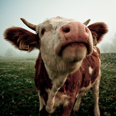 Portrait of a cow in foggy morning - obrazy, fototapety, plakaty