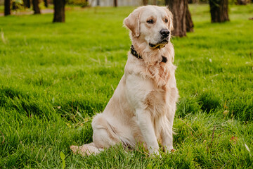 Golden retriever sits in the park on the grass in autumn.