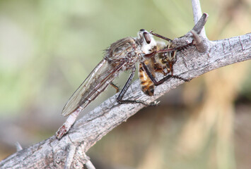 A Robber Fly (family Asilidae) killing and consuming a bee in New Mexico.