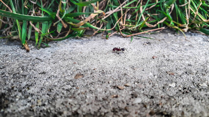 Black Ant At Concrete Ground