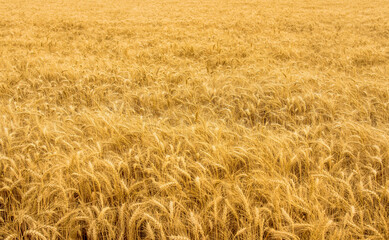 Spikelets winter wheat (Triticum L.) on the private sector in the summer