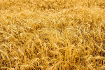 Spikelets winter wheat (Triticum L.) on the private sector in the summer