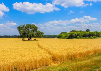 Spikelets winter wheat (Triticum L.) on the private sector in the summer