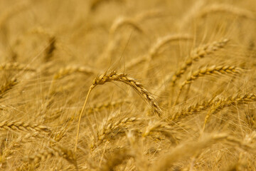 Spikelets winter wheat (Triticum L.) on the private sector in the summer