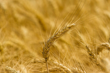 Spikelets winter wheat (Triticum L.) on the private sector in the summer