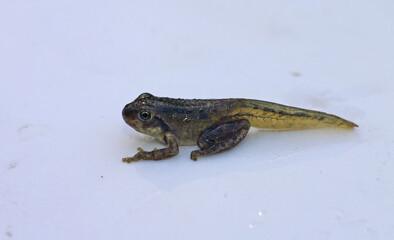 A metamorphosing Pacific Chorus Frog (also known as Sierran Chorus Frog) sitting on a white background. It still has the tail from the tadpole stage, but also has the four legs of the adult stage.