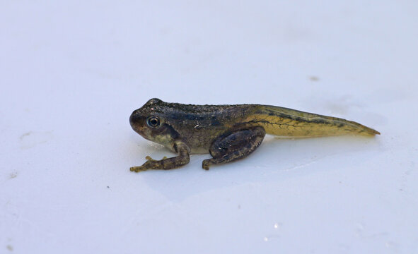 A metamorphosing Pacific Chorus Frog (also known as Sierran Chorus Frog) sitting on a white background. It still has the tail from the tadpole stage, but also has the four legs of the adult stage.