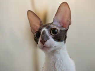 Cornish Rex cat on a white background