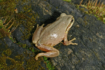 Pacific chorus frog that has lost its hind foot to a predator but still survived. 